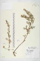 臺灣山芥菜藏品圖，第1張