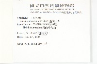 臺灣山芥菜藏品圖，第2張