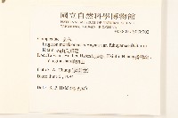 福山氏飛蓬藏品圖，第2張