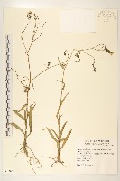 玉山毛蓮菜藏品圖，第1張