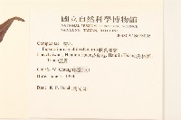 腺葉澤蘭藏品圖，第2張