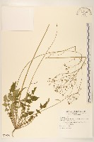 刀傷草藏品圖，第1張