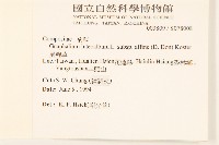 鼠麴草藏品圖，第2張