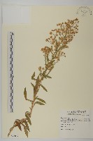 加拿大蓬藏品圖，第1張