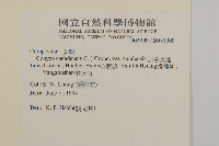 加拿大蓬藏品圖，第2張