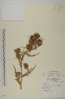 阿里山薊藏品圖，第1張