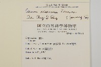 阿里山薊藏品圖，第2張