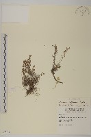 山艾藏品圖，第1張