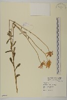 法國菊藏品圖，第1張