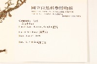 絲綿草藏品圖，第2張