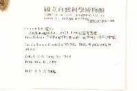 翼莖闊苞菊藏品圖，第2張