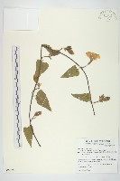 盒果藤藏品圖，第1張