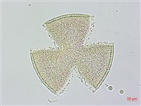 盒果藤藏品圖，第2張