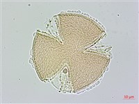 盒果藤藏品圖，第3張