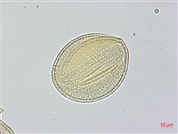 盒果藤藏品圖，第4張