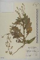 裂葉艾納香藏品圖，第1張