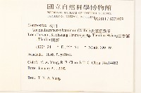 匙葉鼠麴草藏品圖，第2張