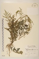 銀膠菊藏品圖，第1張