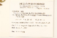 線球菊、田基黃藏品圖，第2張