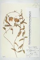 盒果藤藏品圖，第1張