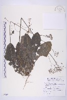 黃鵪菜藏品圖，第1張