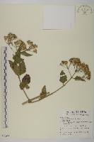 香澤蘭、飛機草藏品圖，第1張