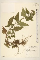 豨薟藏品圖，第1張