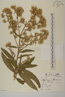 艾納香藏品圖，第1張