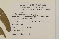 艾納香藏品圖，第2張