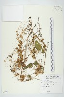 菟絲子藏品圖，第1張