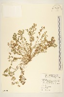 假吐金菊藏品圖，第1張