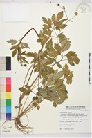 水辣菜、禺毛茛藏品圖，第1張