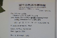 呂宋莢迷藏品圖，第2張