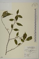 佩羅特木藏品圖，第1張