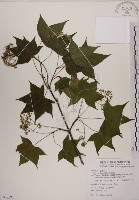 青楓藏品圖，第1張