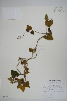 大葉馬兜鈴藏品圖，第1張