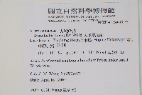 大葉馬兜鈴藏品圖，第2張