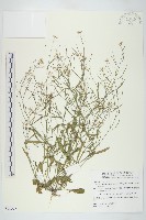 玉山筷子芥藏品圖，第1張