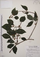 阿里山五味子藏品圖，第1張