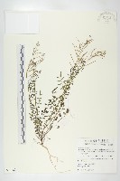 水花菜藏品圖，第1張