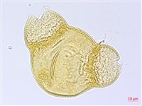 四翅月見草藏品圖，第2張