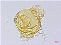 四翅月見草藏品圖，第3張