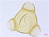四翅月見草藏品圖，第4張