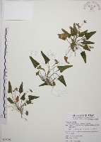 短毛堇菜藏品圖，第1張