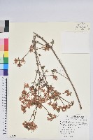 志佳陽杜鵑藏品圖，第1張