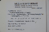 呂宋莢迷藏品圖，第2張