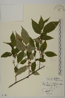 佩羅特木藏品圖，第1張