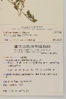 阿里山繁縷藏品圖，第2張