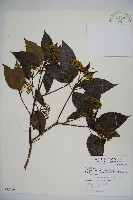 高山莢迷藏品圖，第1張