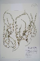 細纍子草藏品圖，第1張